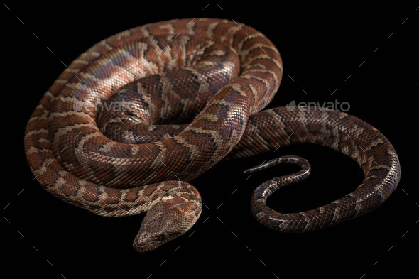 Hispaniolan boa, Chilabothrus or epicrates striatus Stock Photo by