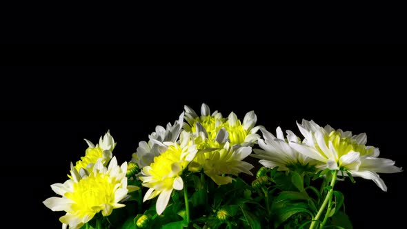 Flowers Chrysanthemum Blooms alt