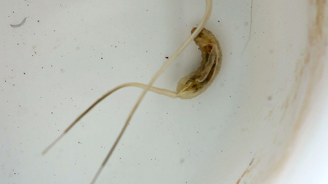 Mosquito crane-fly larva alt