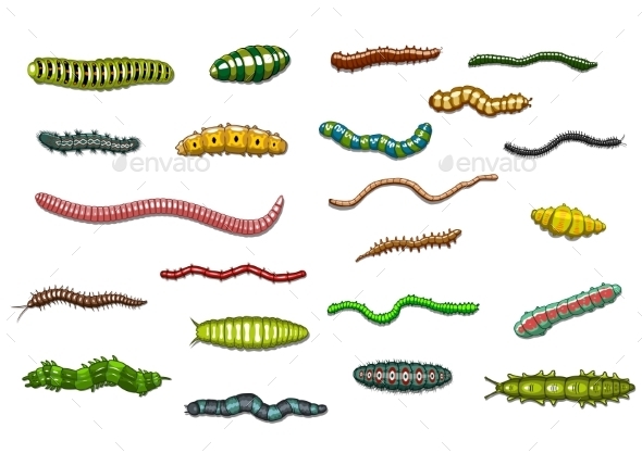 Crawling Caterpillars and Worms in Cartoon Style by VectorTradition