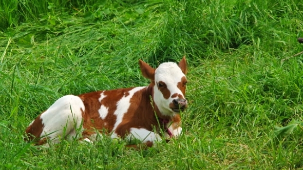 White And Brown Chewing Calf Lying On Green