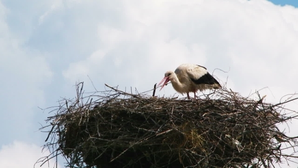 Lonely Stork Eating In The Nest 