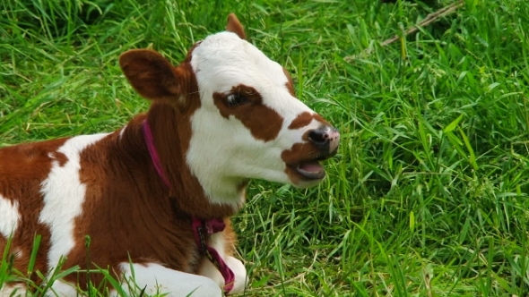 Chewing White And Brown  Calf Lying On Green