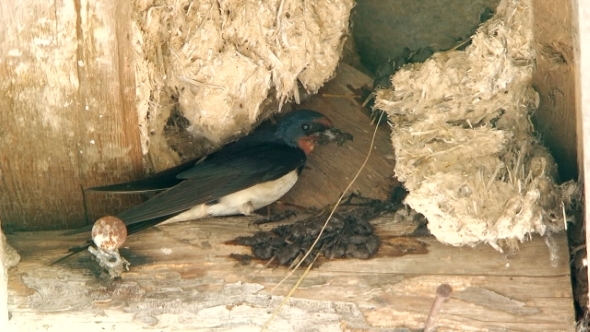 Brisk Swallow Making Nest At Quiet Place