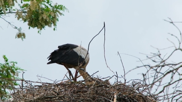 White Stork Eating In The Nest 