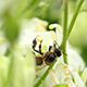 Flowers and Bee 1 Flowers and Bee 1 - VideoHive Item for Sale