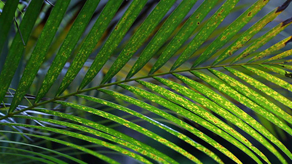 Green Leaf In Nature 615
