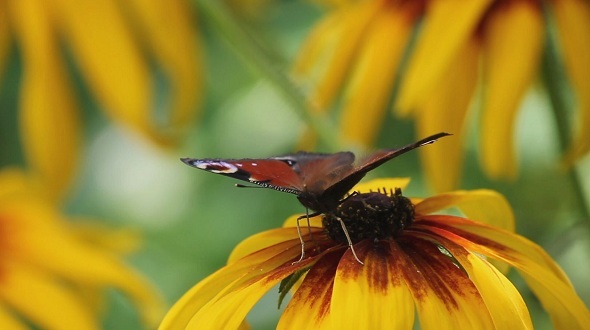 Butterfly on a Flower alt