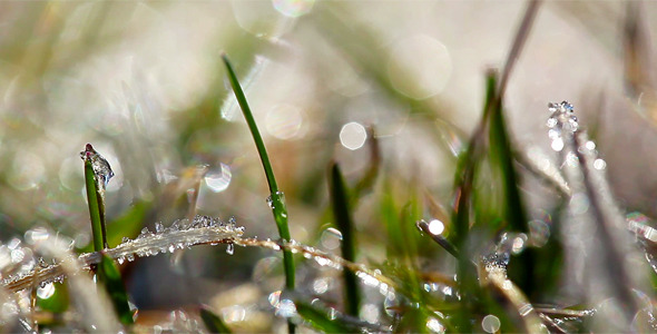 Green Grass And Dew Drops Frozen 1