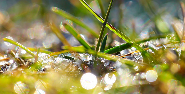 Green Grass And Dew Drops Frozen 2
