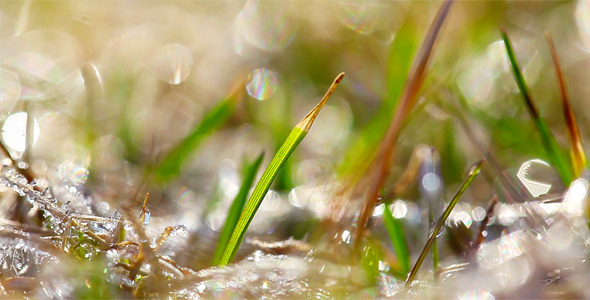 Green Grass And Dew Drops Frozen 3