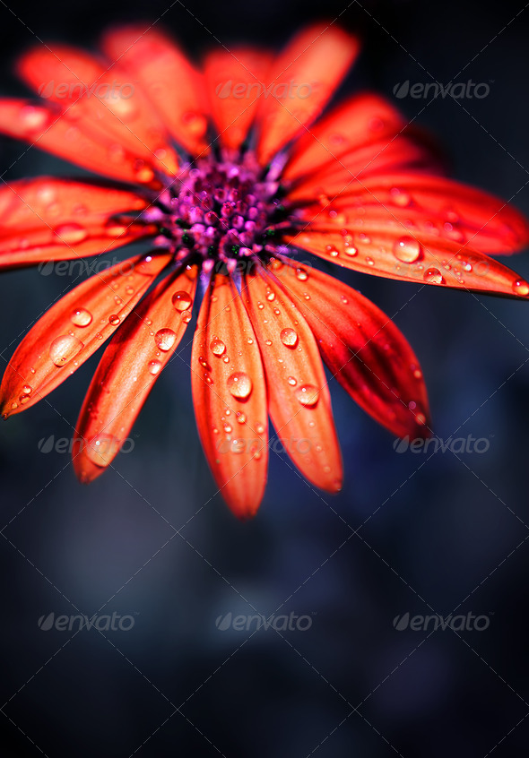 Red wet flower head - Stock Photo - Images