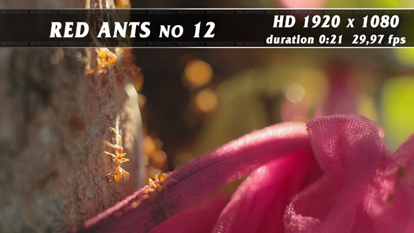 Red Ants No.12