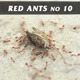 Red Ants No.10 Red Ants No.10 - VideoHive Item for Sale