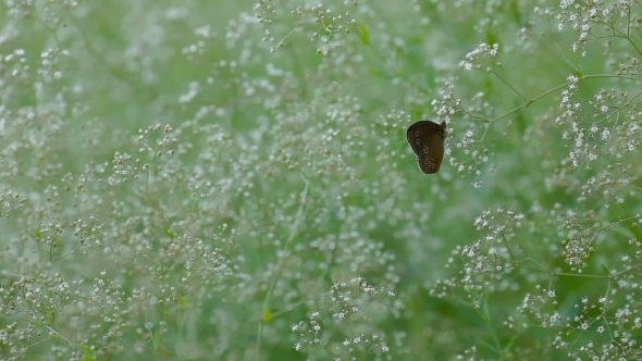 Brown Butterfly Sitting On a Plant
