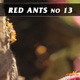 Red Ants No.13 Red Ants No.13 - VideoHive Item for Sale