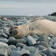 Baby Seal looking at the camera - VideoHive Item for Sale