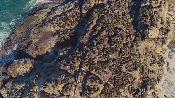 Aerial - Tilt-up reveal shot of high concentration of seals sunbathing on seal island, Mossel Bay alt