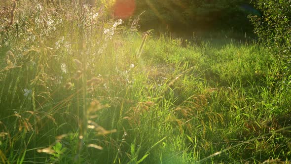 Different Grass in the Field and Saponaria at Sunset. Russia