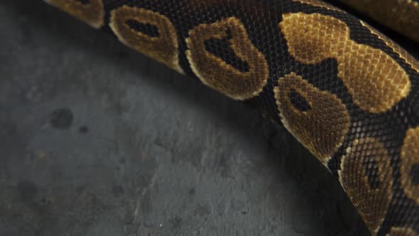 Royal Python or Python Regius on Wooden Snag in Studio Against a Dark Background