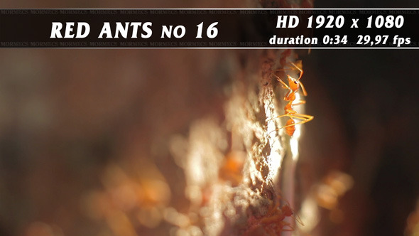 Red Ants No.16