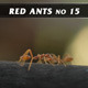 Red Ants No.15 Red Ants No.15 - VideoHive Item for Sale