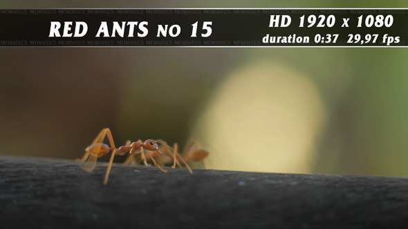Red Ants No.15