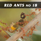 Red Ants No.18 - VideoHive Item for Sale