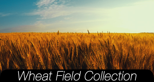 Wheat Field Collection