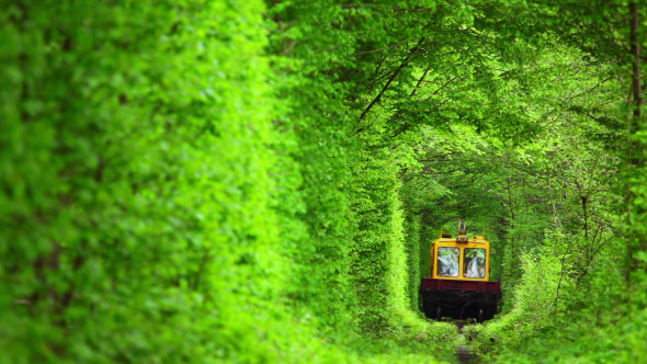 Technical Train in the Tunnel from Deciduous Trees alt