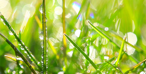 Drops Of Dew On A Green Grass 2