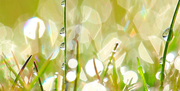 Drops Of Dew On A Green Grass 3