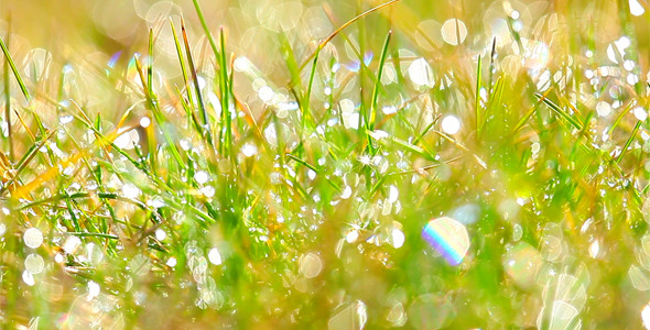 Drops Of Dew On A Green Grass 4