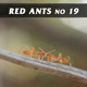 Red Ants No.19 - VideoHive Item for Sale