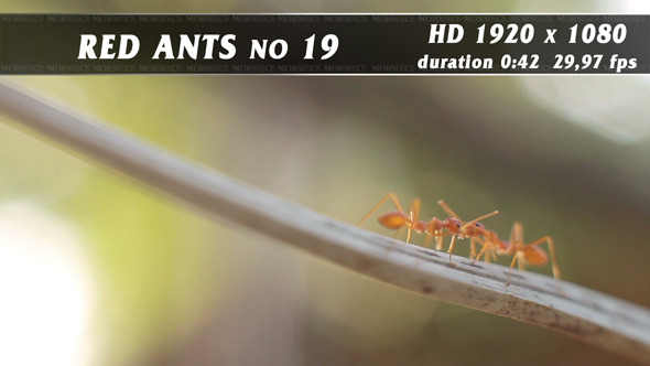 Red Ants No.19