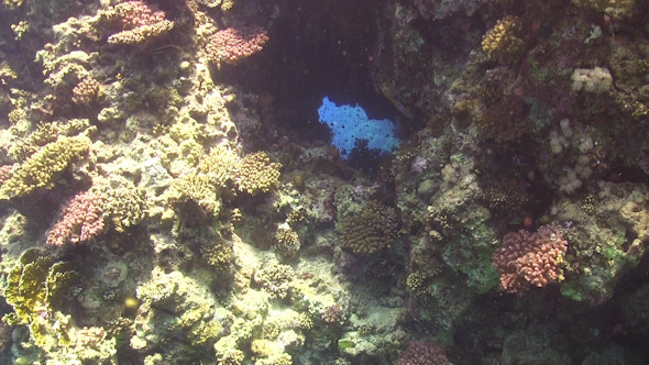 Tropical Fish on Vibrant Coral Reef alt