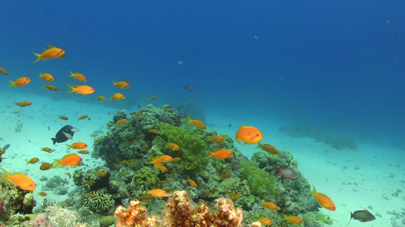 Tropical Fish on Vibrant Coral Reef
