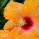 Orange Flower - VideoHive Item for Sale