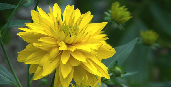 Yellow Chrysanthemum alt