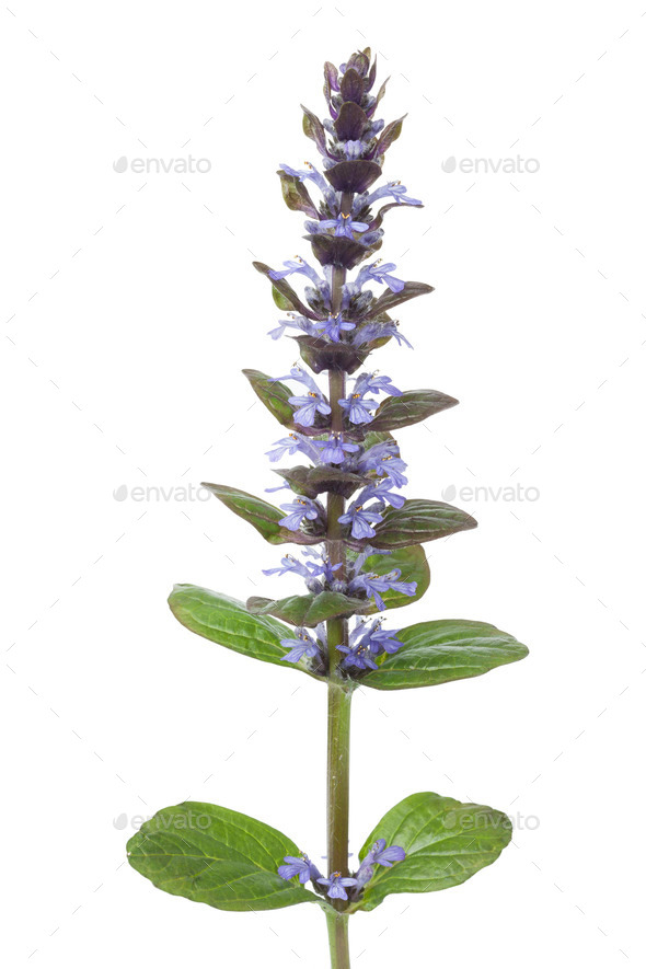 Flowering Ajuga plant Stock Photo by picturepartners | PhotoDune