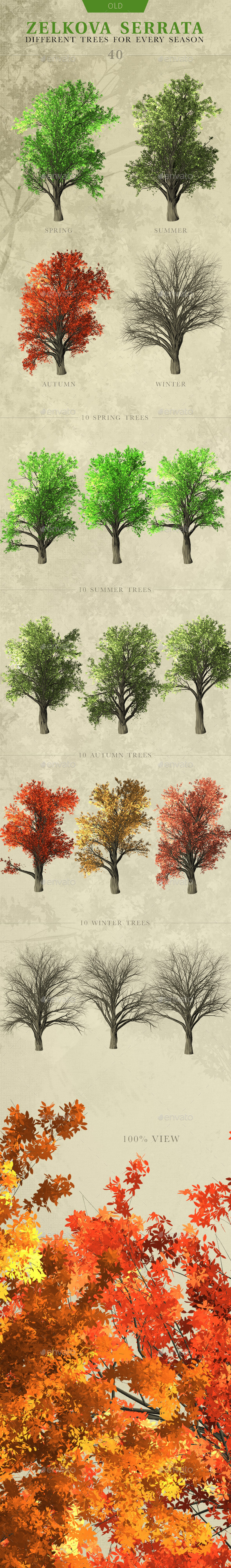 Zelkova Serrata Trees - Objects 3D Renders