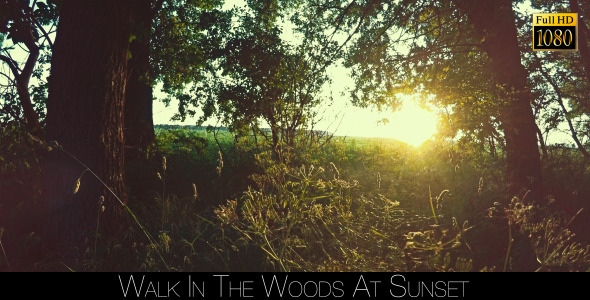 Walk In The Woods At Sunset alt
