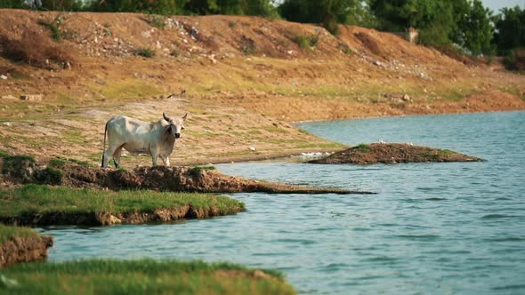 Cow Looking At Camera