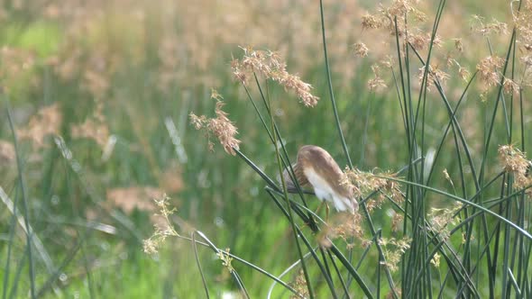 Squacco Heron at Moremi Game Reserve  alt