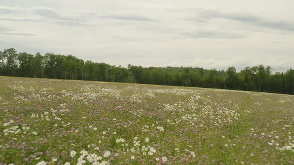 Aerial shot gliding through wildflowers in bloom alt