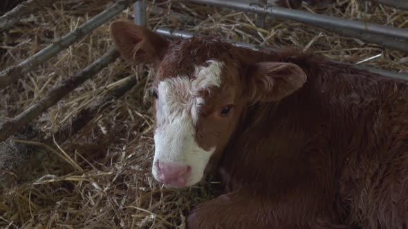 Newborn Calf On The Farm