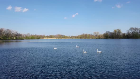 Swan Lake With Beautiful Views Of The Horizon