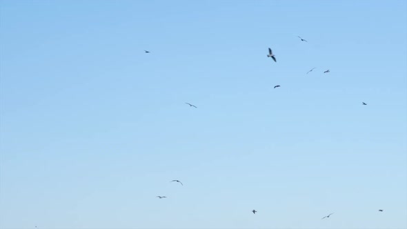 Many Seagulls On Blue Sky On Sunny Day