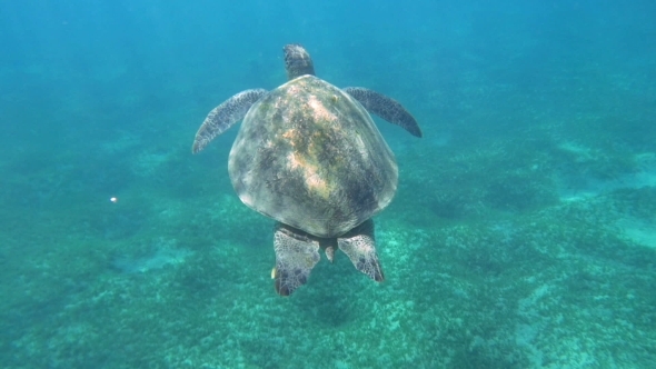 Big Sea Turtle Swimming In Clear Blue Water, Stock Footage | VideoHive