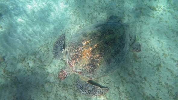 Big Turtle Searching Food On Sea Floor alt